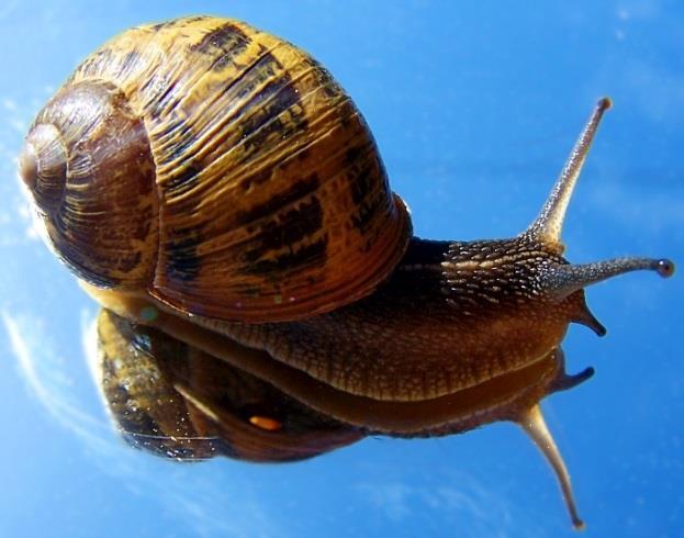 Classe Gastropoda Possui o maior número de espécies dentre