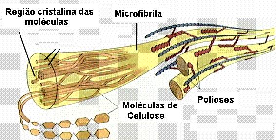 Substâncias Macromoleculares: COMPOSIÇÃO QUÍMICA principais