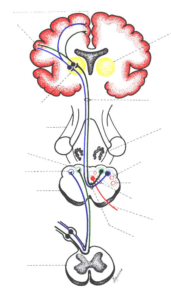 Córtex sensitivo somático primário Sistema Cordão Dorsal - Lemnisco Medial Núcleo ventral pósterosuperior do Tálamo, recebendo informações próprioceptivas e cutâneas táteis epicrícicas.