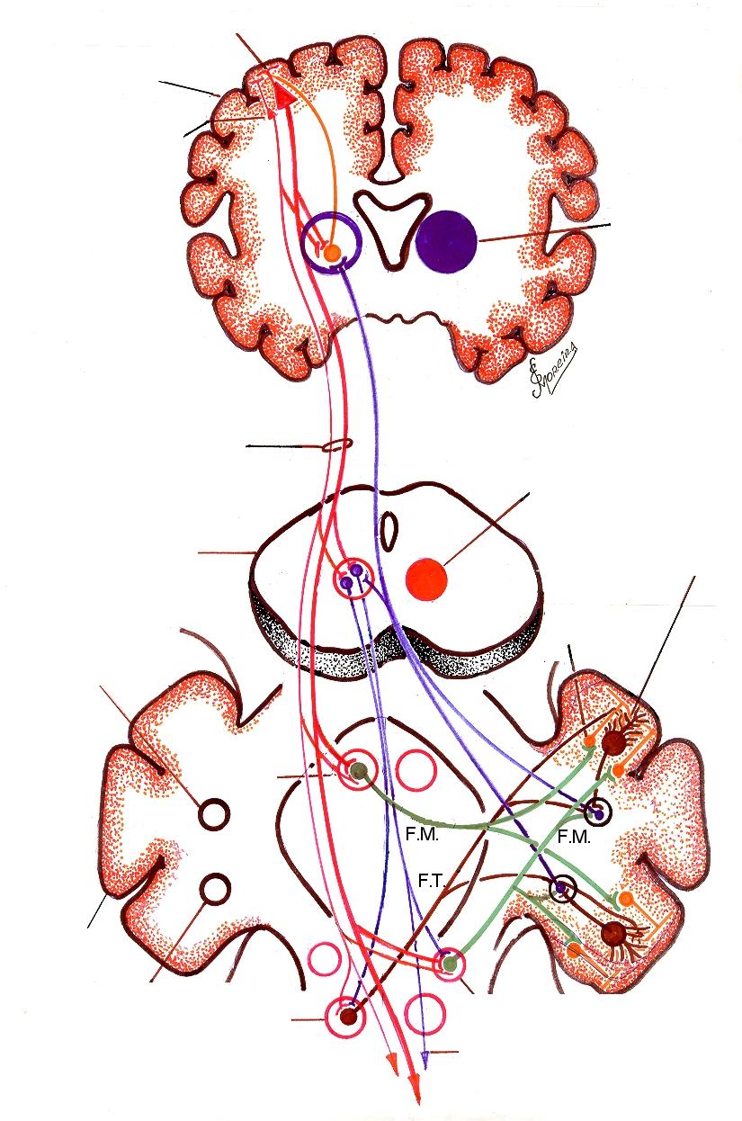 Grande Célula Piramidal Cortical. Córtex do lobo frontal FIG.29 Pequena célula piramidal Tálamo Ventro-lateral Trato corticoespinhal (piramidal) Núcleo rúbro Mesencéfalo Célula de Purkinje.