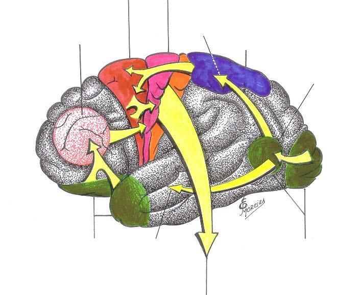 Desenho aproximado, em plena massa encefálica cerebral, do Conjunto das estruturas, que regulam o funcionamento e Comportamento dos eventos motores, em representação reduzida morfo-funcional, desde