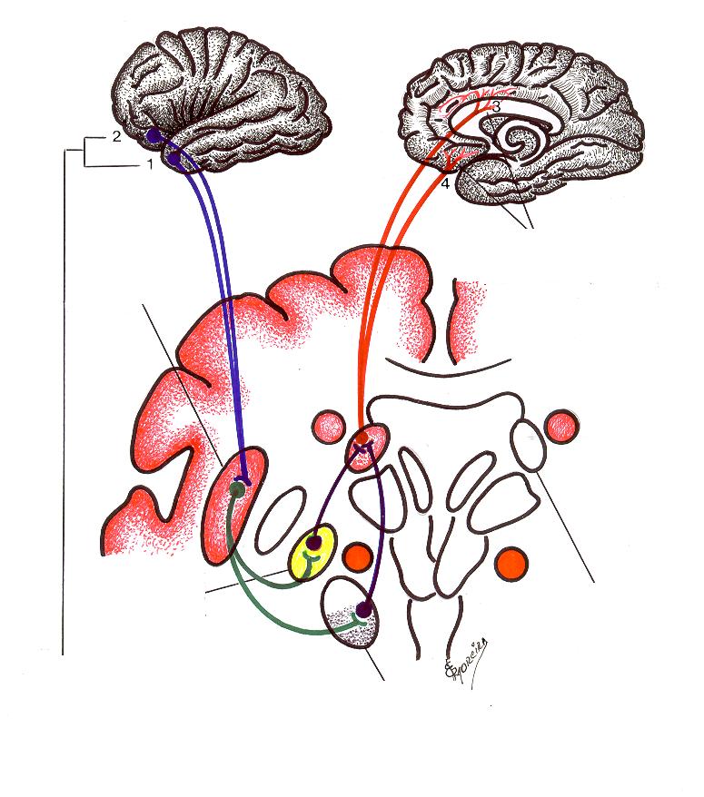 A Desenho Esquemático das Alças Anatômicas: Límbica (A) e Oculomotora (B) B Putamen (Striatum Ventral) Áreas alvo: 1.Cíngulo anterior 2. Área orbito frontal medial.