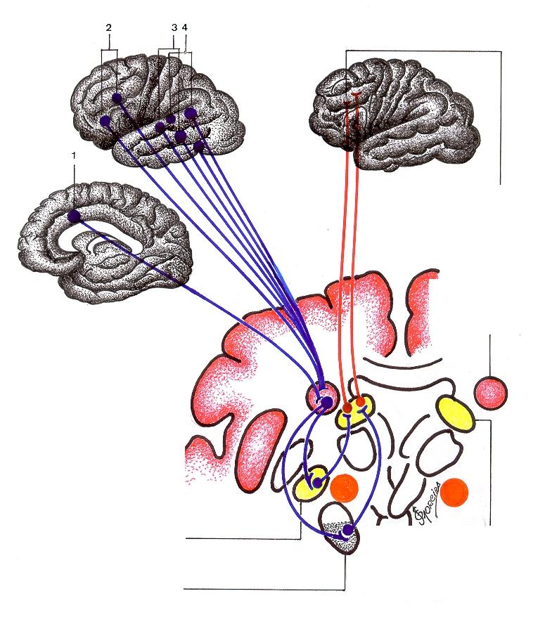 Desenho Esquemático das Alças de Associações 1(A) e 2(B) FIG.: 42 A B FIG.: 43 Globo pálido medial Áreas corticais de origem: 1- Córtex parietal posterior 2- Córtex pré-motor FIG.