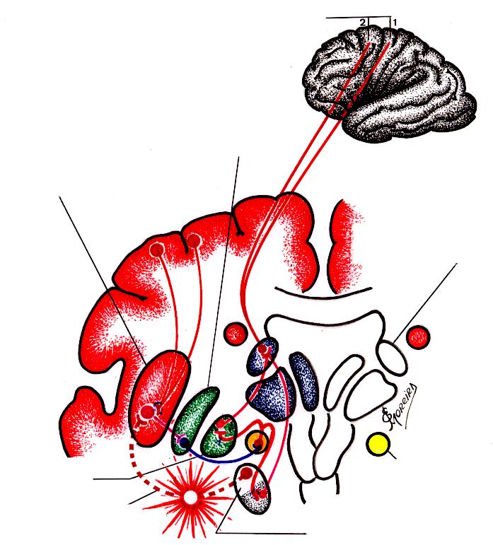 Mecanismo Morfo-funcional Iconográfico aproximado, da Doença de Parkinson. Áreas alvo do córtex frontal 1. Motora 2.