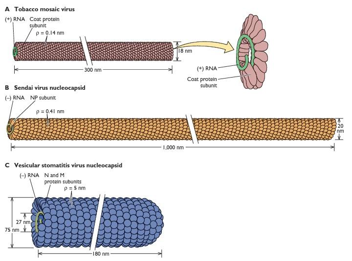 Vírus com simetria helicoidal Difração de raio-x das fibras e de partículas