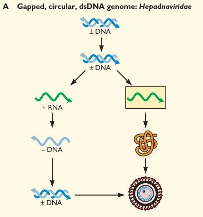 O reparo antecede a sintese de RNAm, pois a RNA polimerase do hospedeiro só pode transcrever DNA