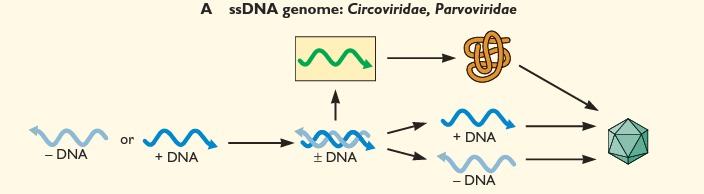 DNA fita simples Cinco famílias de vírus contêm genoma DNA fita simples. Circoviridae e Parvoviridae.