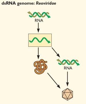 RNA fita dupla Existem oito famílias de vírus com RNA fita dupla.