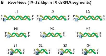 RNA (+) contém uma fita (+), que não pode ser traduzida como parte do