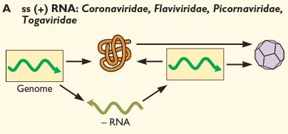 RNA fita simples (+) Os vírus RNA (+) são os mais presentes no planeta. Existem 27 famílias identificadas. Togaviridae, Picornaviridae, Flaviviridae, etc.