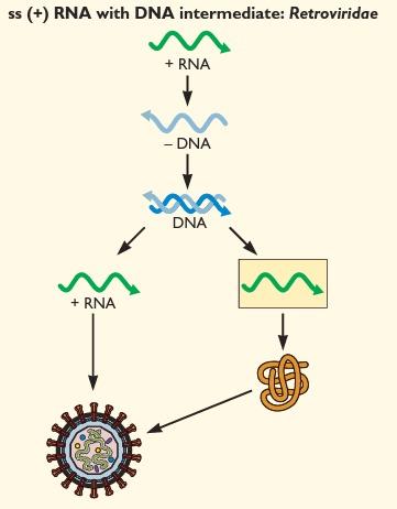 RNA fita simples (+) com DNA intermediário O genoma RNA(+) dos retrovírus é