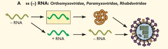 RNA fita simples (-) Existem 7 famílias