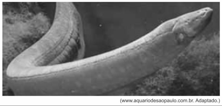Questão 8 O poraquê é um peixe elétrico que vive nas águas amazônicas. Ele é capaz de produzir descargas elétricas elevadas pela ação de células musculares chamadas eletrócitos.