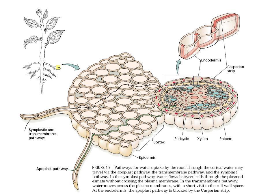 ABSORÇÃO DE ÁGUA PELAS RAÍZES Rota apoplástica: a água se move pela parede celular e nos espaços intercelulares sem atravessar qualquer membrana Rota Simplástica: a água se movimenta de célula em