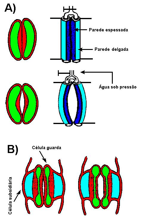 Estômatos abertura e fechamento Célula guarda murcha ( p = 0) = estômato fechado Célula guarda túrgida