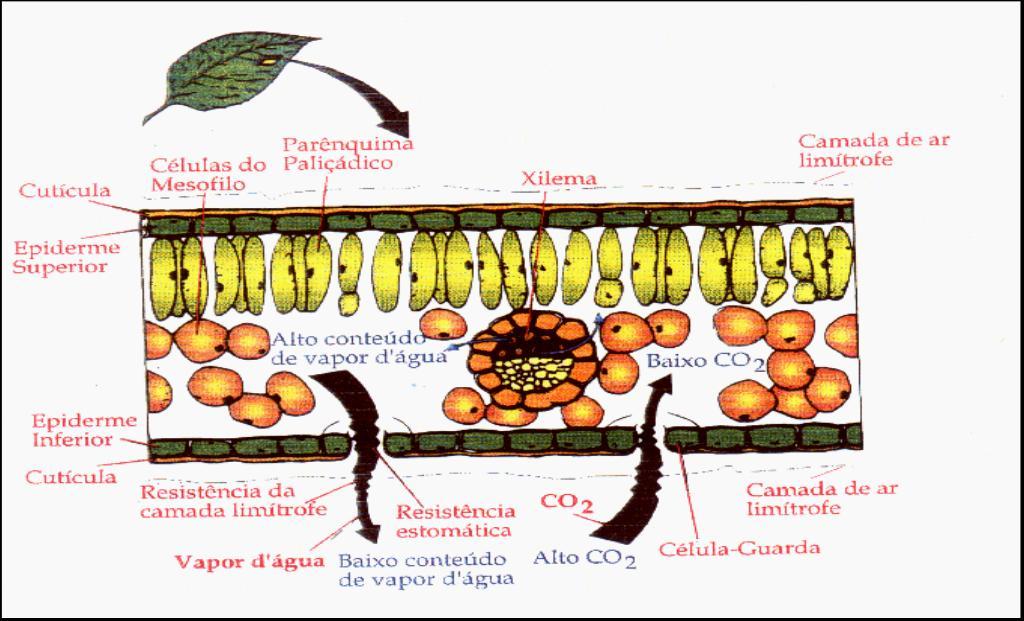 Camada de ar limítrofe Espessura é regulada pela