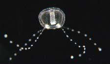 medusa Hydrozoa ciclo