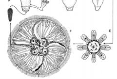 Cubozoa: morfologia - medusas