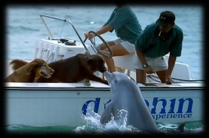 .. Um golfinho surpreendeu os ocupantes de um barco ao emergir e trocar um "beijo" com um cão a bordo.