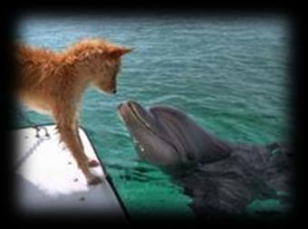 relacionamento golfinho-cão não é novidade, tem até um filme contando uma história parecida.