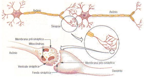 do processo de comunicação entre os neurônios. Os neurônios são células especializadas, que junto com as células gliais formam o sistema nervoso.