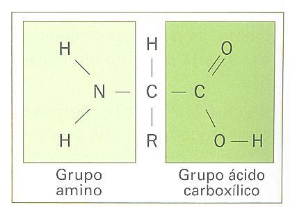 Protreínas, Hidratos de Carbono e Gorduras As proteínas são constituídas por macromoléculas formadas a partir de pequenas