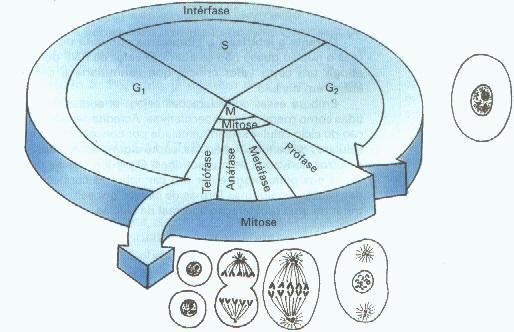 DIVISÃO CELULAR CICLO CELULAR Interfase e Mitose apresentam-se subdivididas em períodos ou fases Interfase Período que antecede uma divisão celular Na interfase o núcleo das células