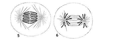 ANAFASE (ana = para cima) - separação das duas cromátides de cada cromossomos - cromossomos