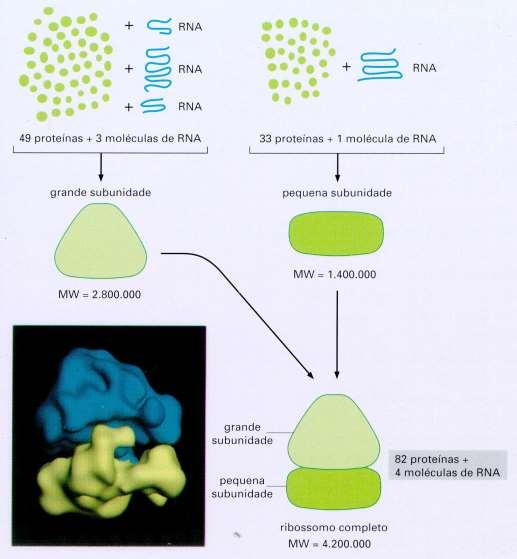 Composição do ribossomo procariótico RNAr 5S RNAr 23S RNAr 16S 31