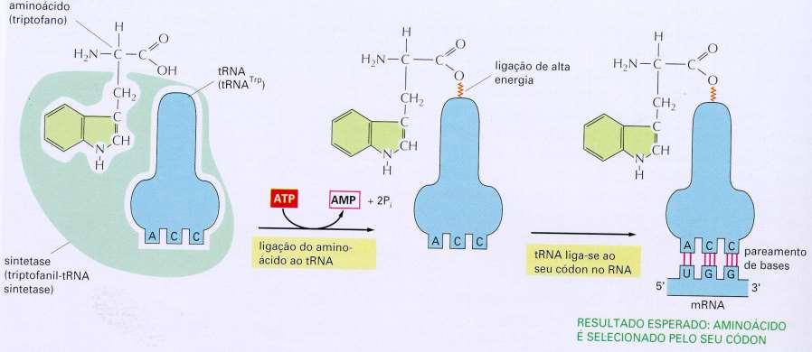 RNAs transportadores: moléculas adaptadoras que reconhecem e se ligam tanto ao códon quanto ao