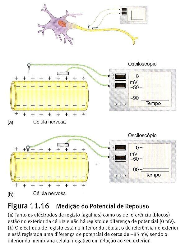 Potencial de membrana em repouso A diferença de carga eléctrica através da membrana nas regiões interna e