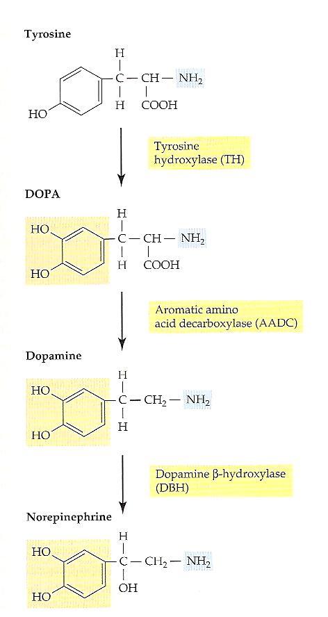 Aminas biogénicas Catecolaminas adrenalina, noradrenalina e dopamina A noradrenalina é o neurotransmissor primário para neurónios