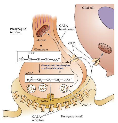 Aminoácidos GABA neurotransmissor inibitório do SNC Glutamina Glutamina Glutamato GABA O GABA