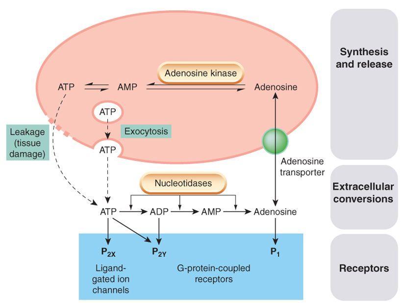 ATP e outras purinas ATP: Como neurotransmissor excitatório em motoneurónios que emergem da medula espinhal, em neurónios sensoriais e em gânglios autonómicos.