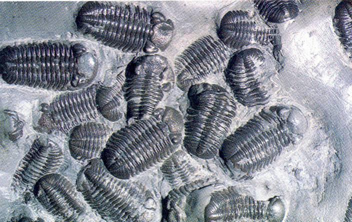 Filo Arthropoda Subfilo Trilobita (extintos) Subfilo Chelicerata Fósseis de Trilobitas Classe Merostomata (Subclasses Eurypterida, Xiphosurida Límulos ).