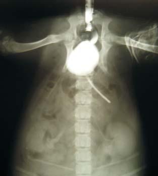 Figura 3 Radiografia látero-lateral após urografia excretora com o contraste já na bexiga