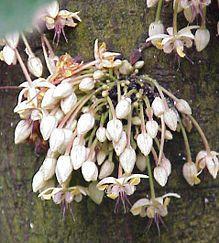 possui inúmeras gemas que dão flores, cuidado na