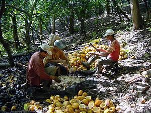 produtividade média de 16 @ por hectare, ou seja, 240 kg ha -1 em 700 plantas por hectare (240.