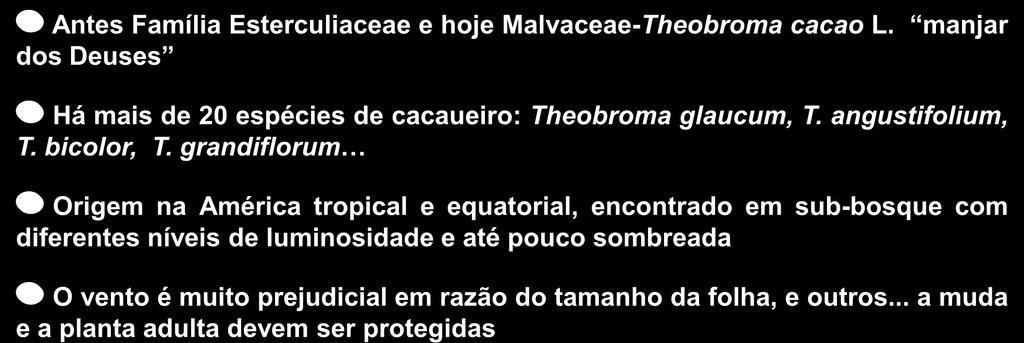 Classificação botânica Sistemática e origem Antes Família Esterculiaceae e hoje Malvaceae-Theobroma cacao L. manjar dos Deuses Há mais de 20 espécies de cacaueiro: Theobroma glaucum, T.