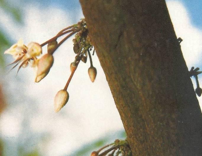 falta de atrativo da flor odor e néctar As flores são visitadas por