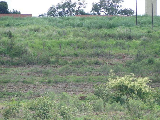 AÇÕES: AÇÕES: Comissão de adequação ambiental Reativação da Comissão de Adequação Ambiental, que propõe e implementa ações que possam adequar a estrutura do Campus de Araras aos atuais códigos,