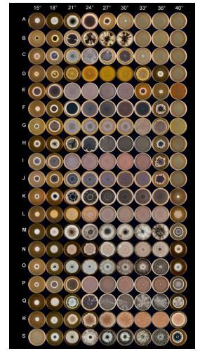 Aspergillus Seção Nigri Crescimento em diferentes