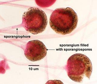 ../zygsporan gium.