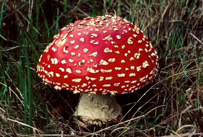 Filo Basidiomycota http://comenius.susqu.