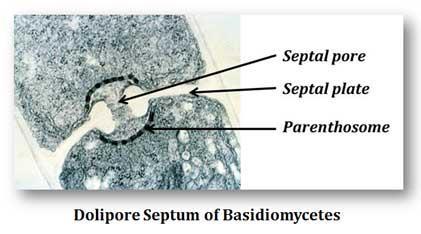 Septo e poro Basidiomycota http://www.easybiologyclass.
