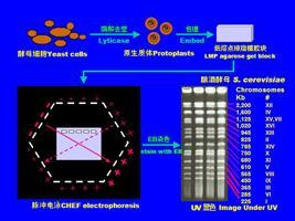 Pulsed Field