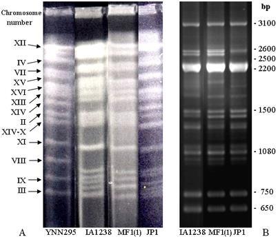 Cromossomos PFGE Molecular karyotype and PCR-fingerprinting of Saccharomyces cerevisiae industrial strains. A. PFGE of S.