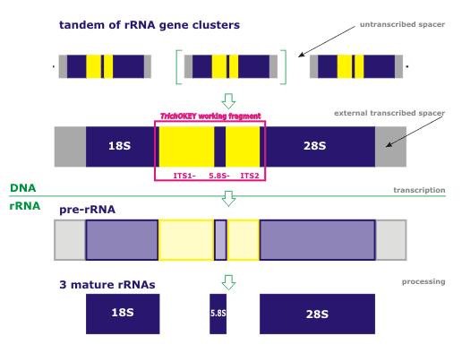 DNA ribosomal http://www.isth.