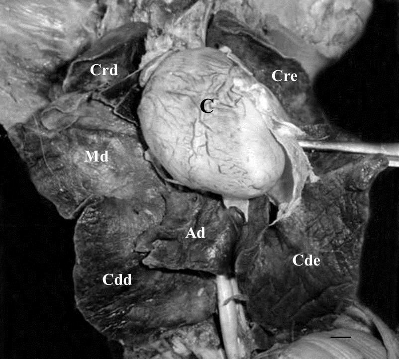198 A. C. Santos et al. FIGURA 1: Fotografia dos pulmões de Procyon cancrivorus in situ, em vista ventral.