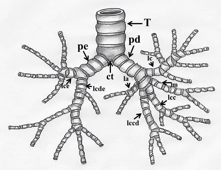 Morfologia dos pulmões e distribuição bronquiopulmonar em mão-pelada 199 FIGURA 2: Esquema da distribuição dos brônquios lobares em Procyon cancrivorus. Observar: traqueia (T) e carina traqueal (ct).